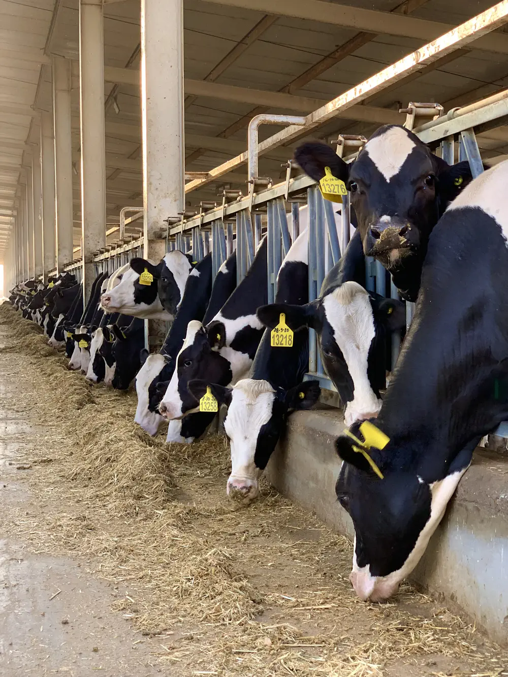 A herd of dairy cows in a collection barn