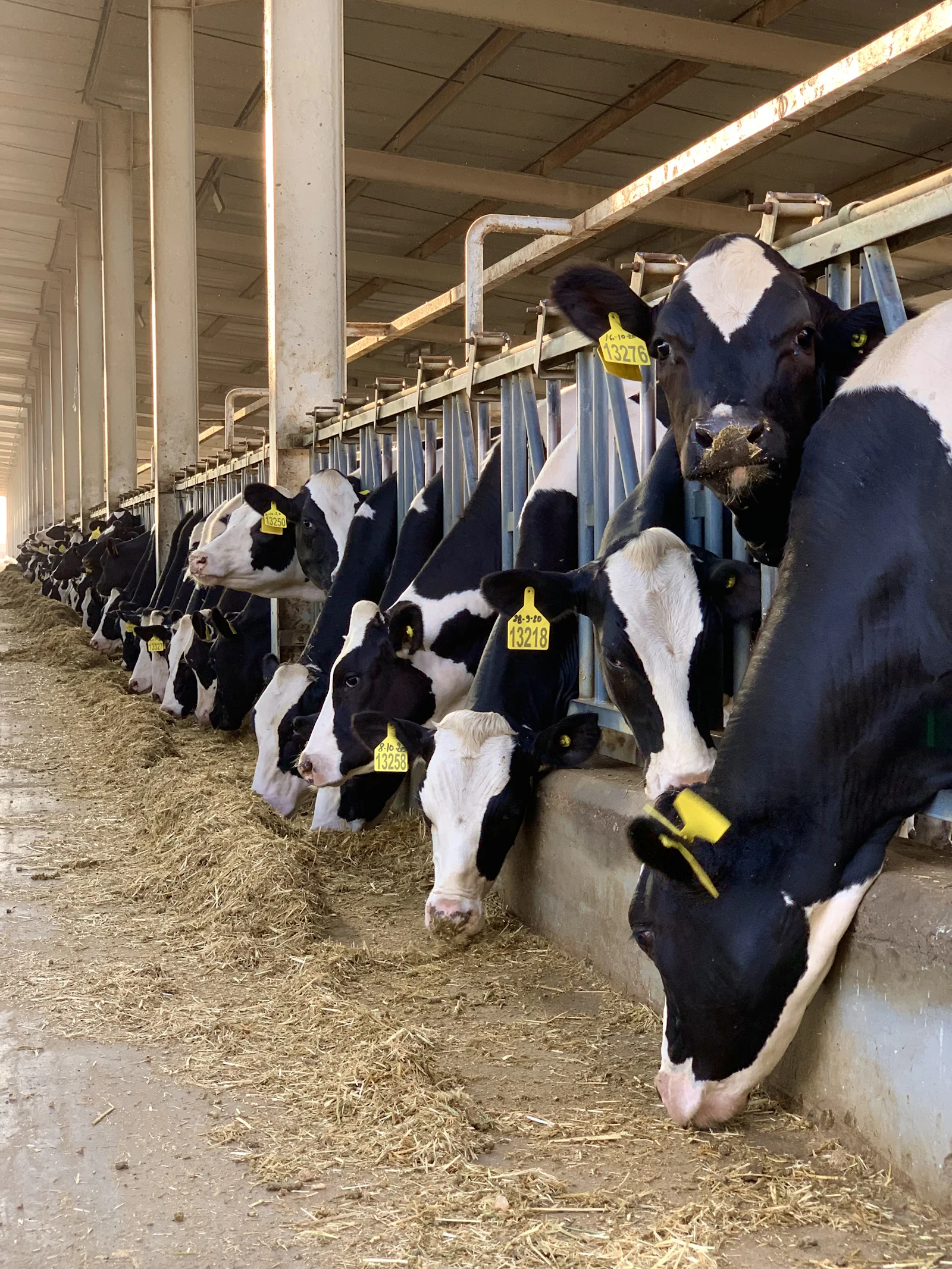 Dairy cows in a freestall barn