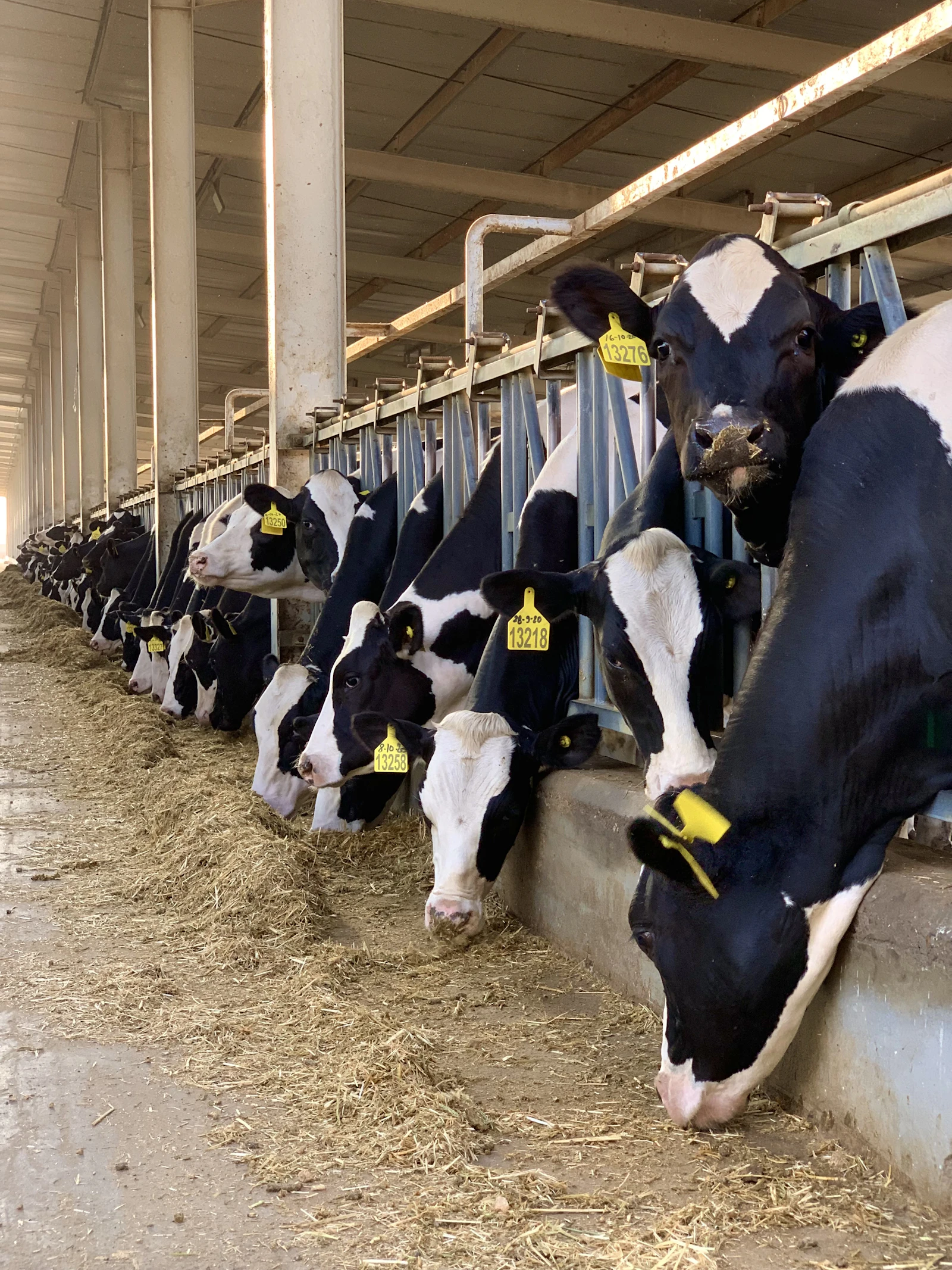 Livestock Shows & Judging