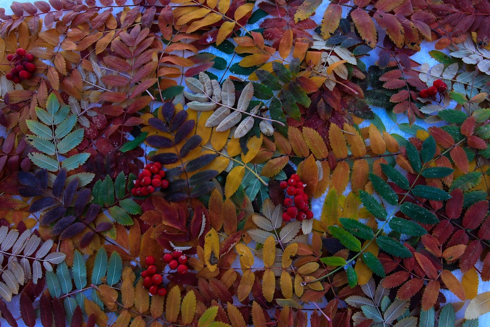 um close up de um monte de folhas e bagas