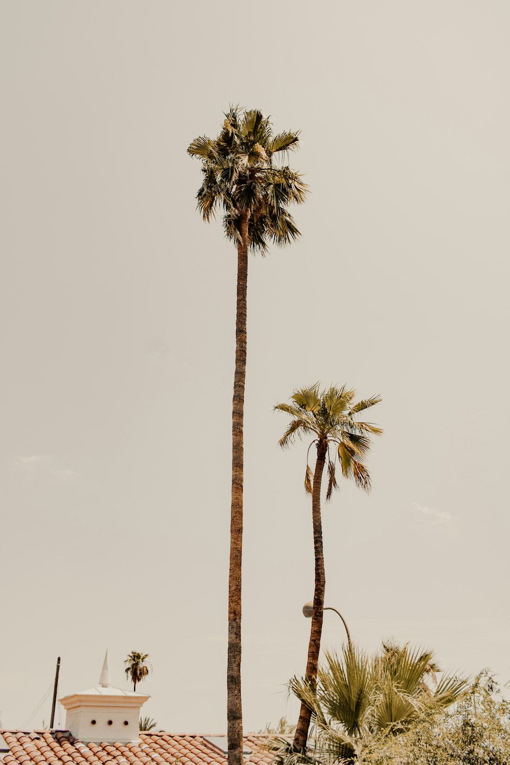 a couple of palm trees sitting next to each other