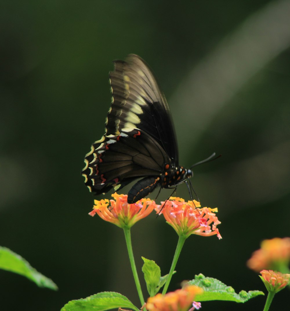 a black and yellow butterfly sitting on a flower