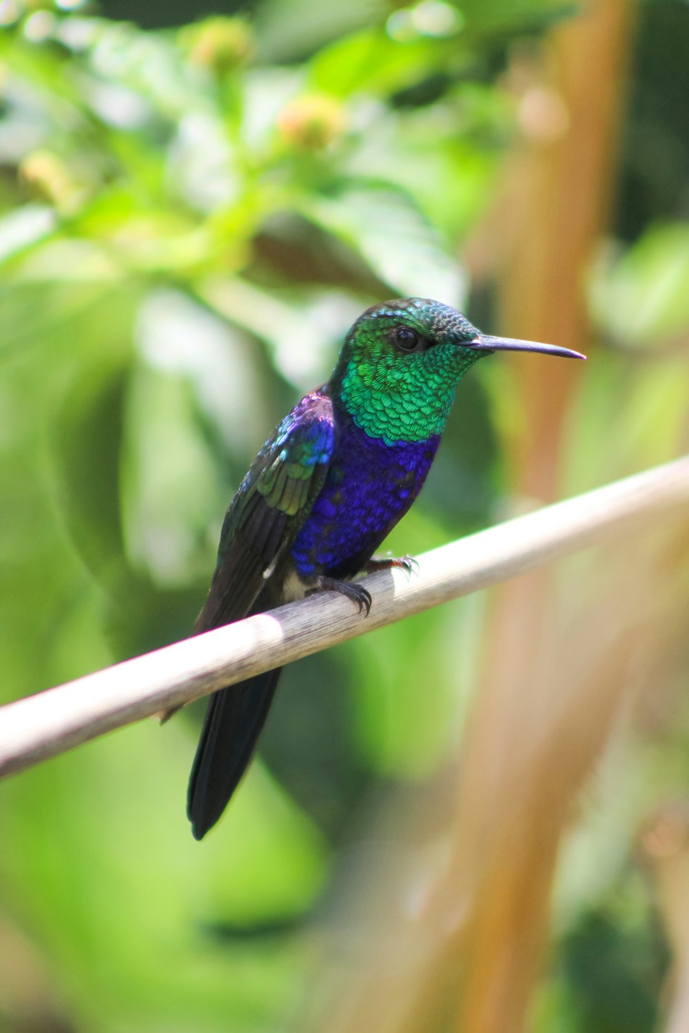 a small colorful bird sitting on a branch