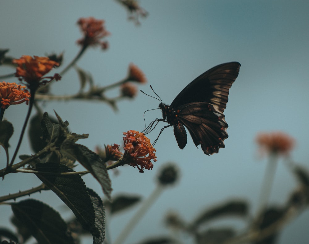 Una mariposa negra sentada encima de una flor