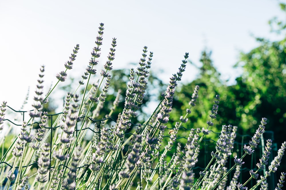 a field of lavender flowers with trees in the background