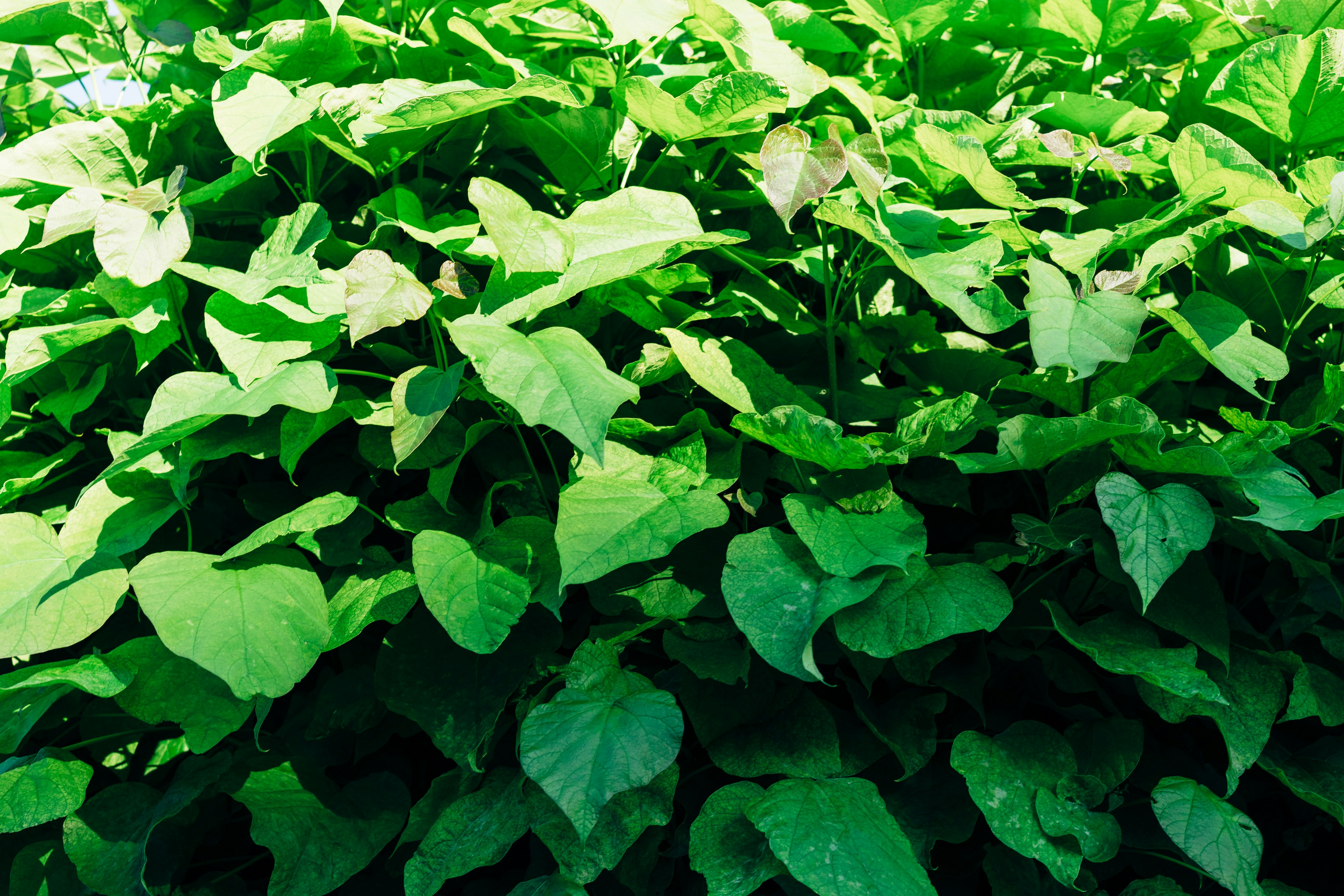 Photo by markuswinkler