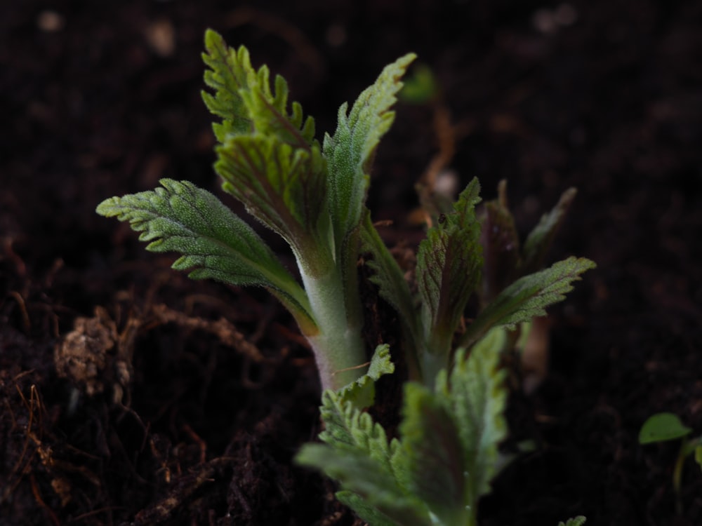 a close up of a plant growing in dirt