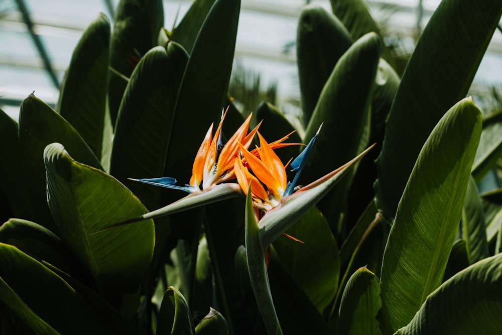 a close up of a flower on a plant