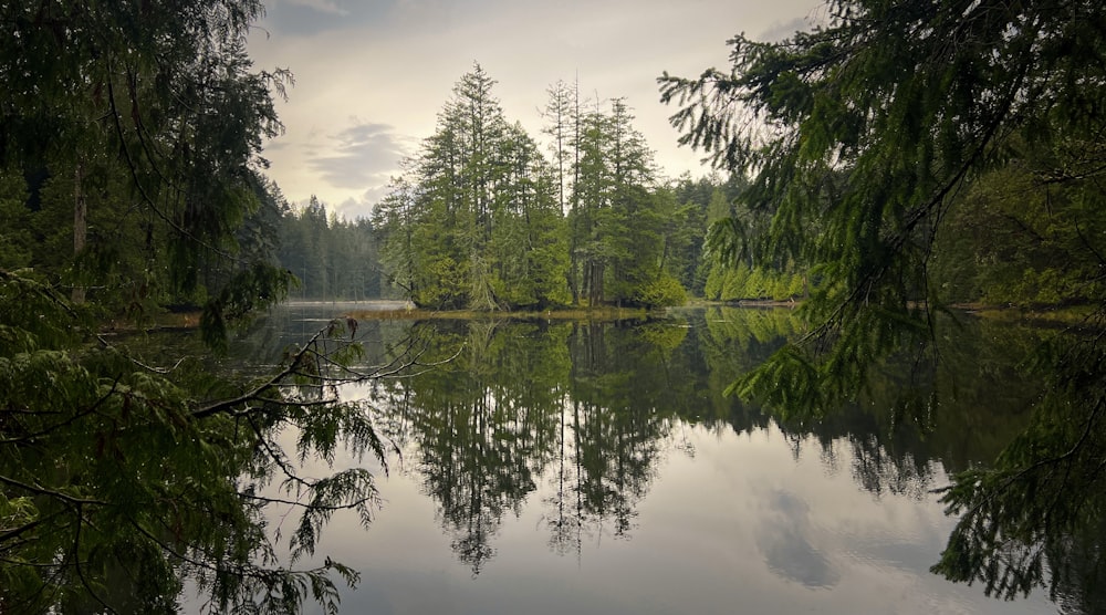 uno specchio d'acqua circondato da alberi e una foresta