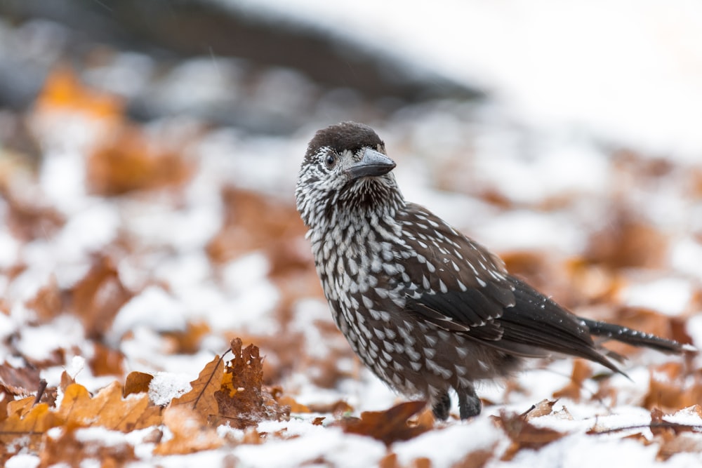 a small bird standing on top of a pile of leaves