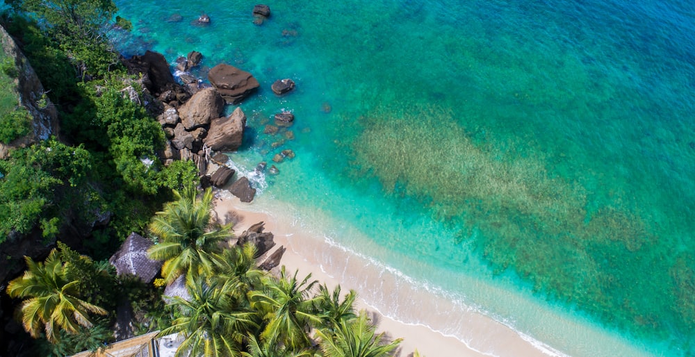 an aerial view of a beach with palm trees