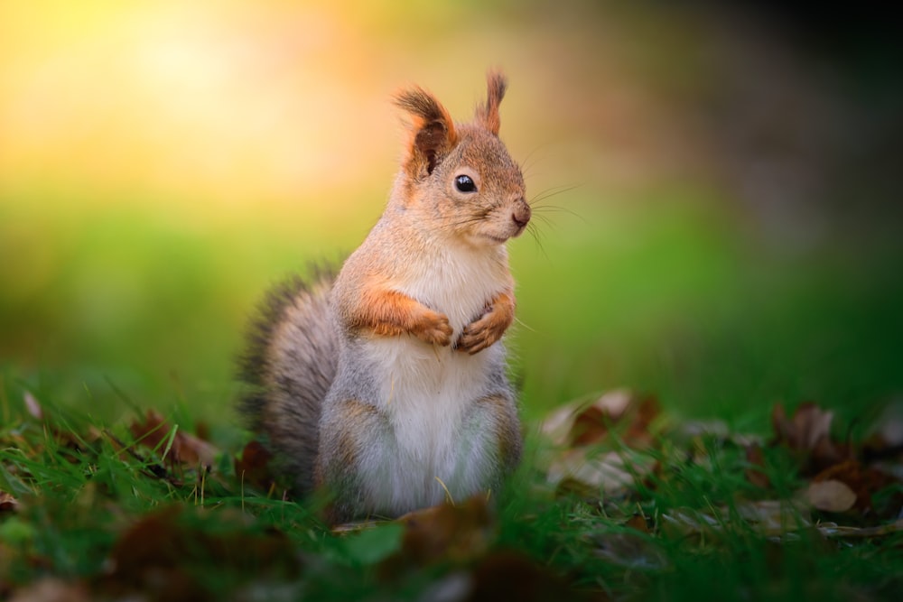 ein Eichhörnchen, das auf den Hinterbeinen im Gras steht