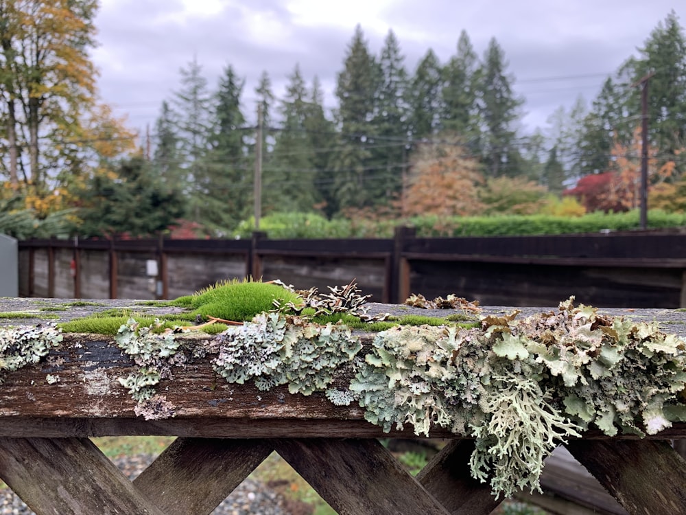 a wooden bench with moss growing on it