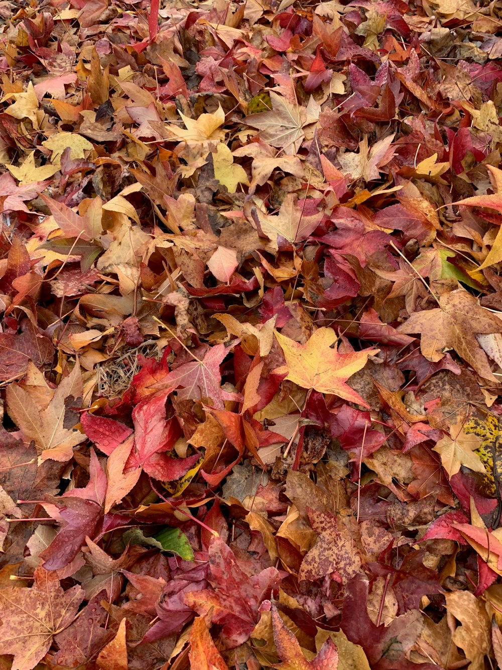 a bunch of leaves that are laying on the ground