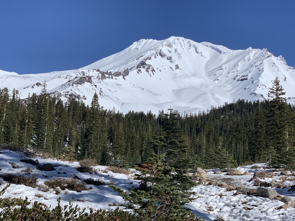a snow covered mountain surrounded by evergreen trees