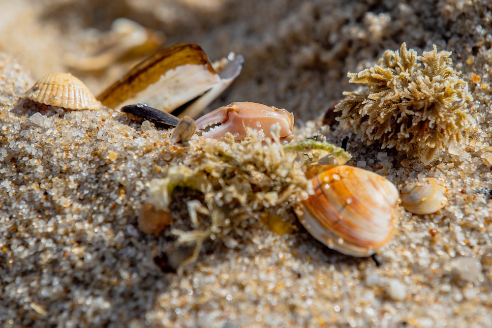 a group of sea shells on a sandy beach