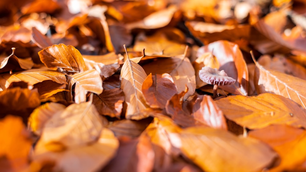 a bunch of leaves that are laying on the ground