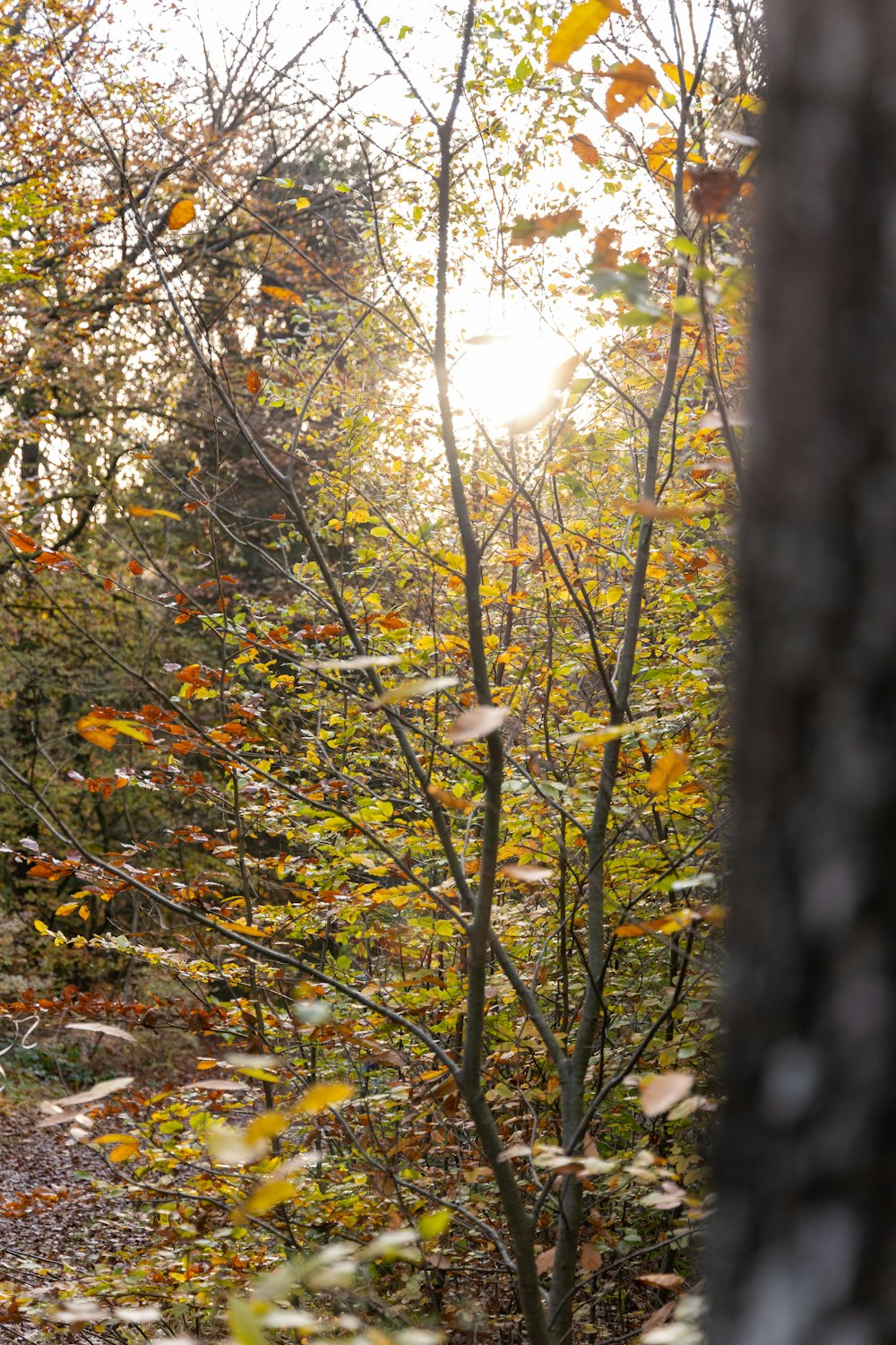 the sun shines through the trees in the woods