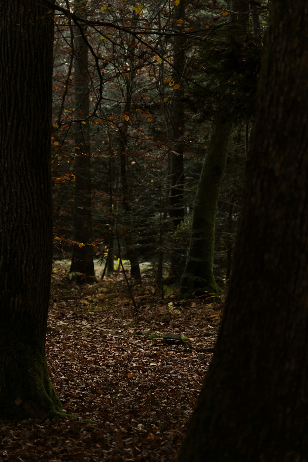 a person standing in the woods with a frisbee