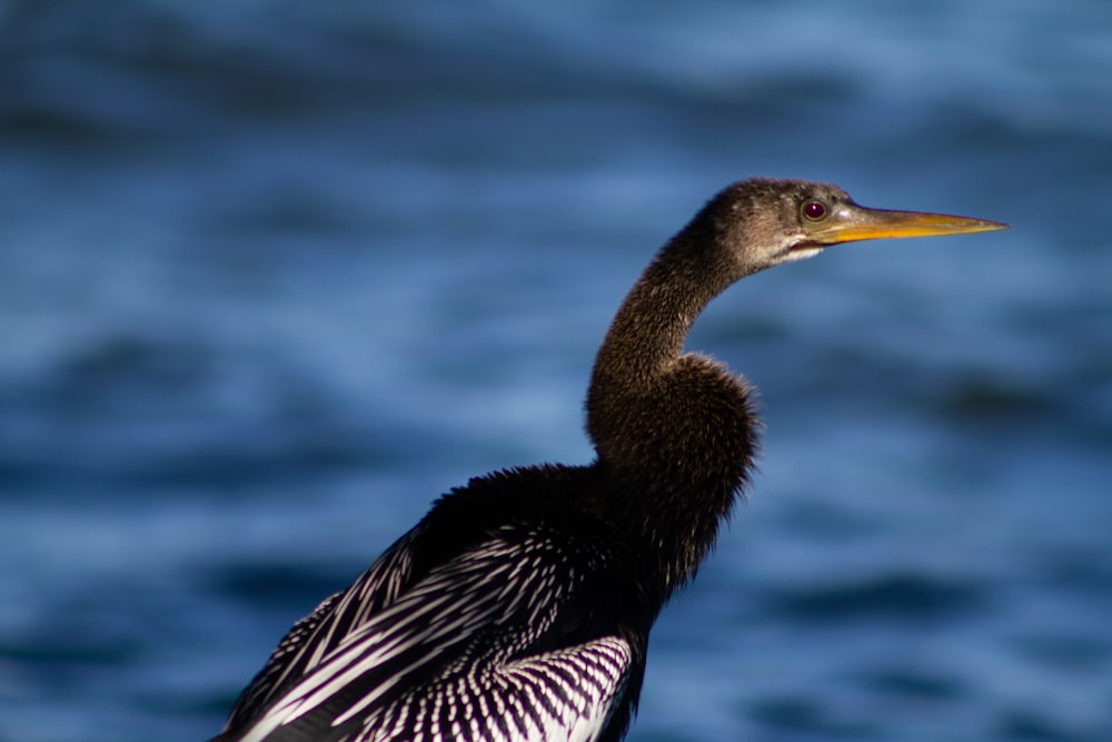 a close up of a bird on a body of water