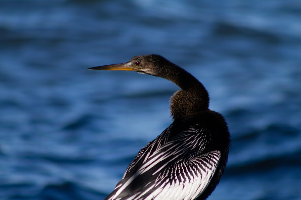 a close up of a bird on a rock near the water