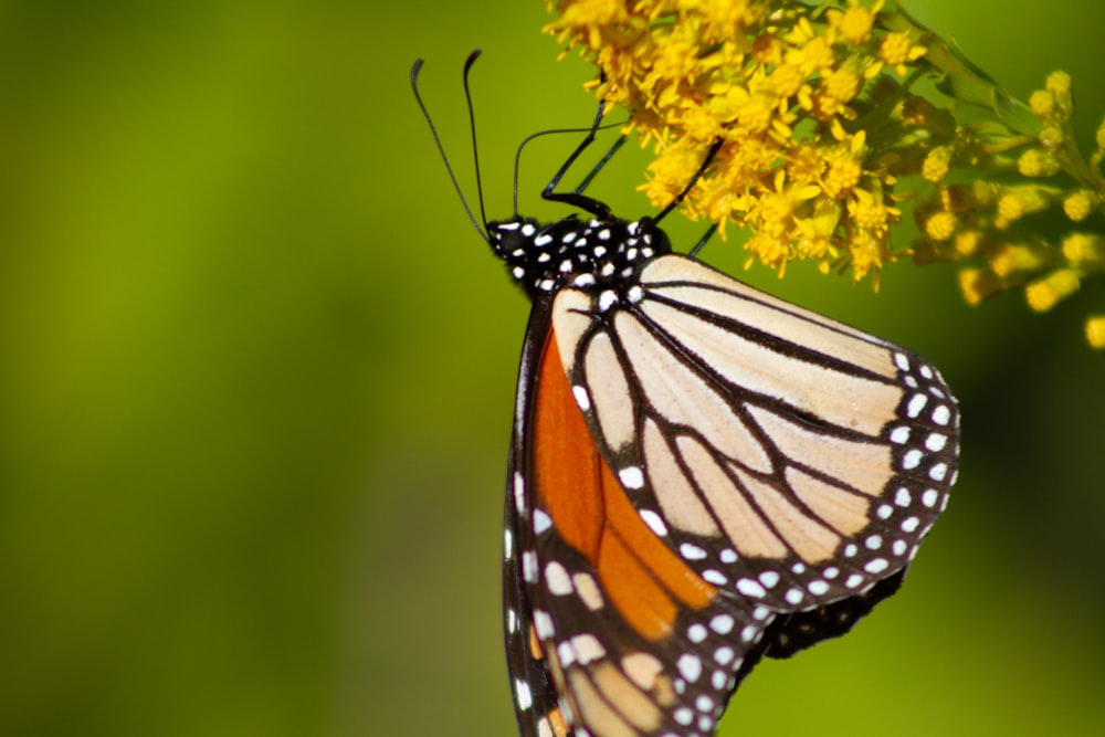 a close up of a butterfly on a flower