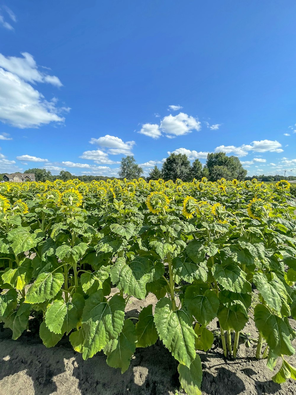 a large field of sunflowers under a blue sky