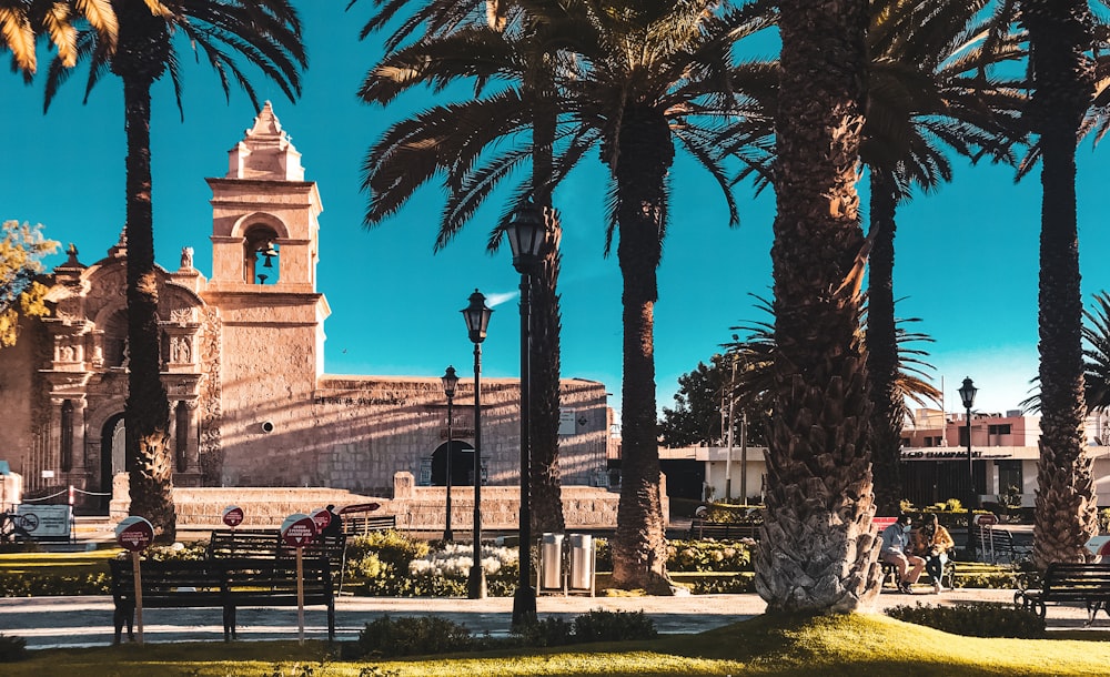 palm trees in front of a building with a clock tower