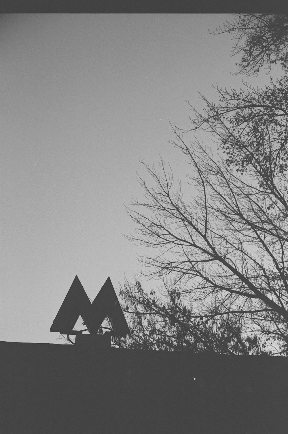 a black and white photo of a tree and a building