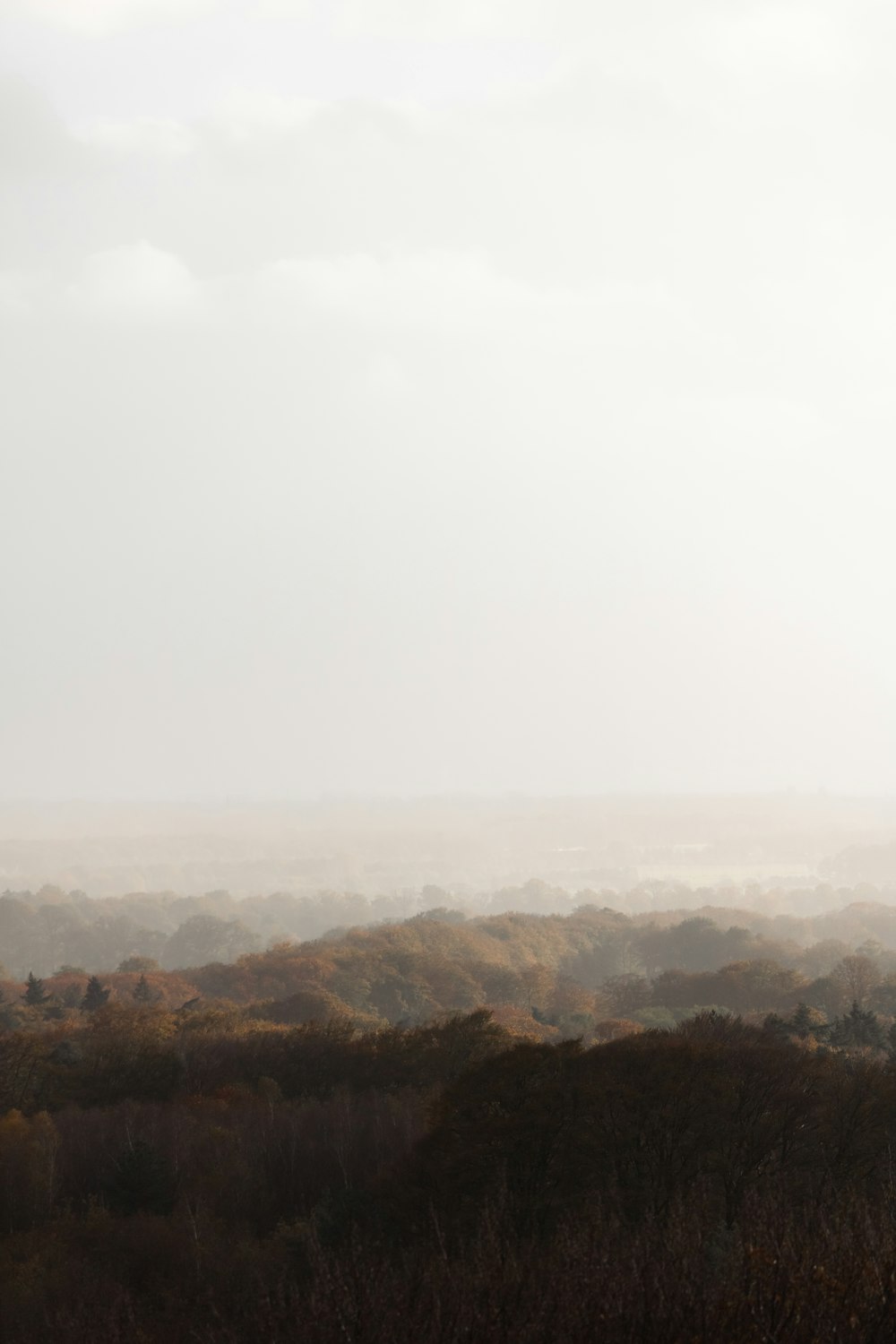 a lone giraffe standing in the middle of a field