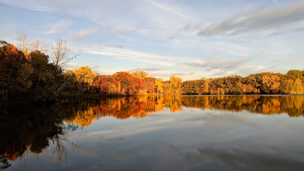 a body of water surrounded by lots of trees