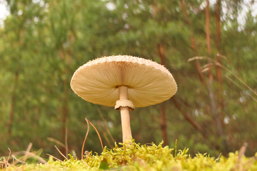 a mushroom sitting on top of a lush green field