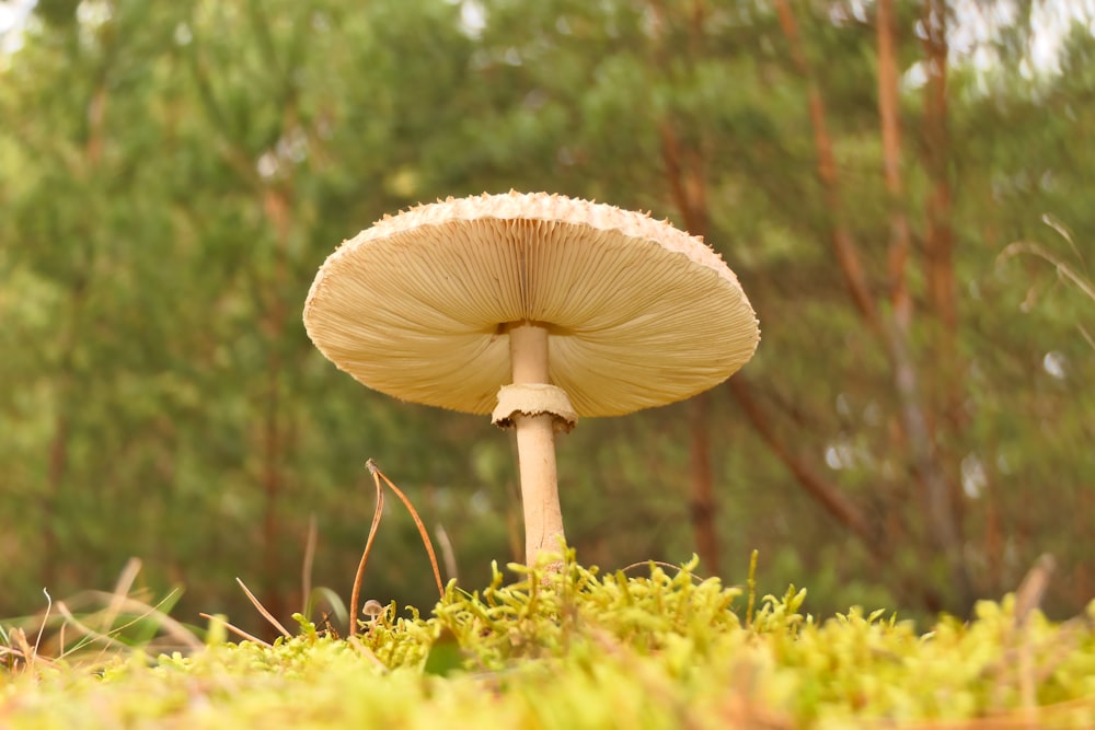 a mushroom that is sitting in the grass