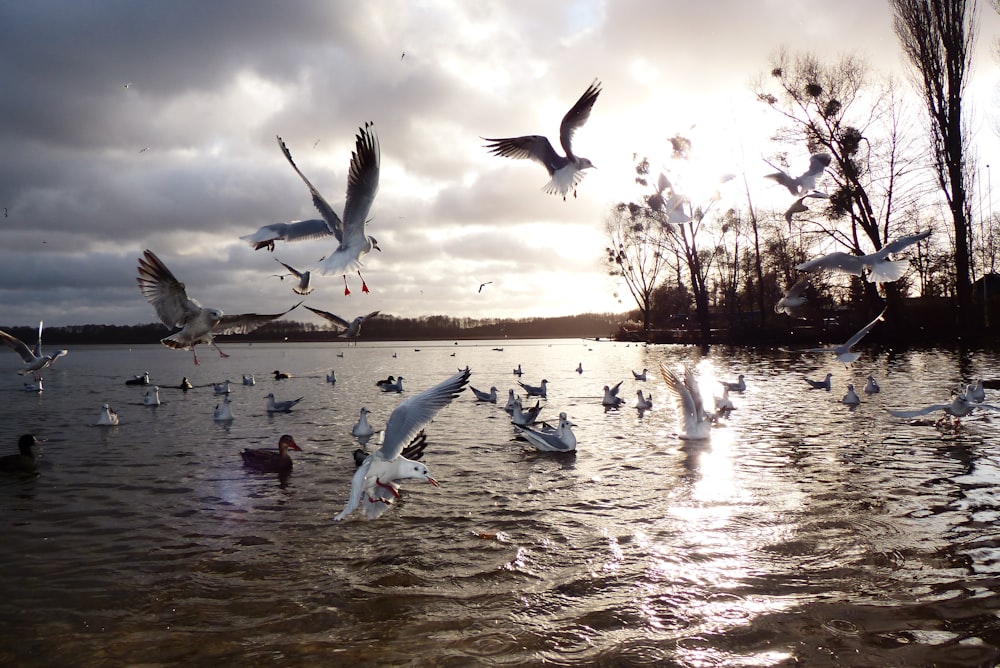 a flock of birds flying over a body of water