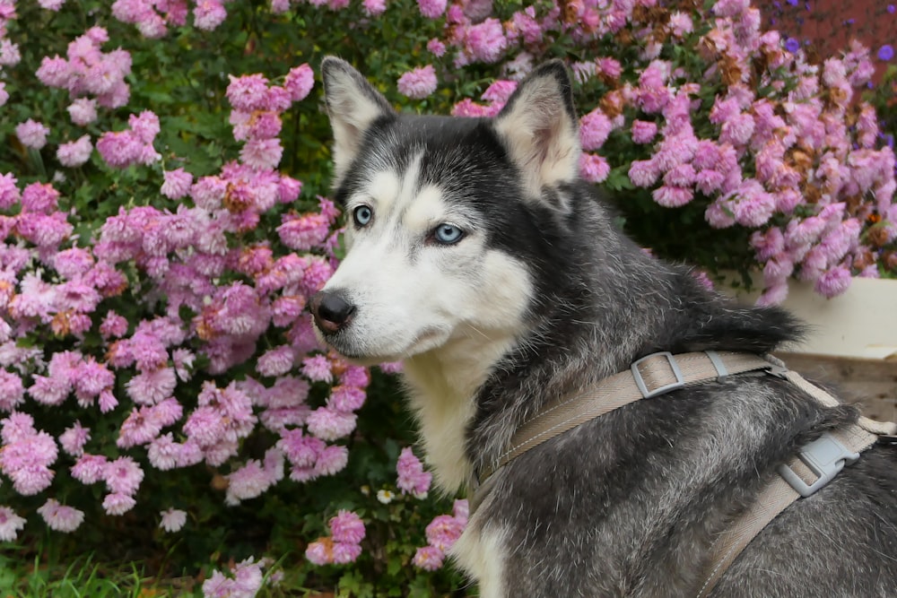 a black and white dog standing in front of purple flowers