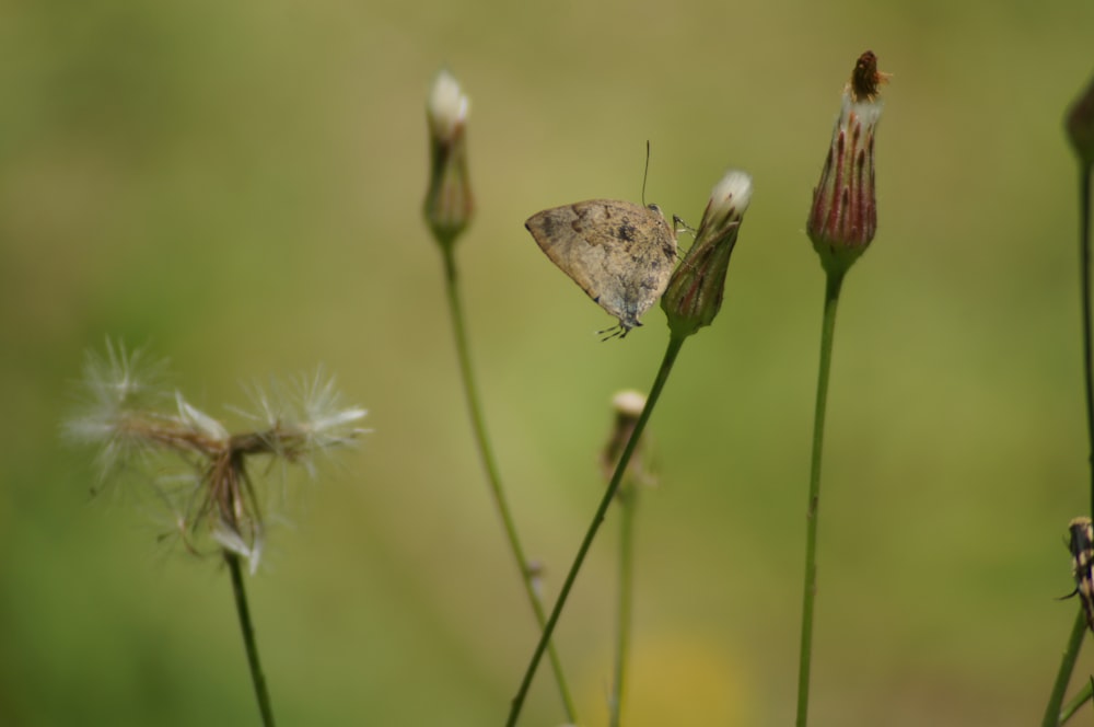 a small butterfly sitting on top of a dandelion