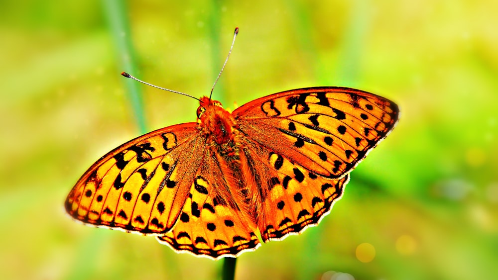 a close up of a butterfly on a plant