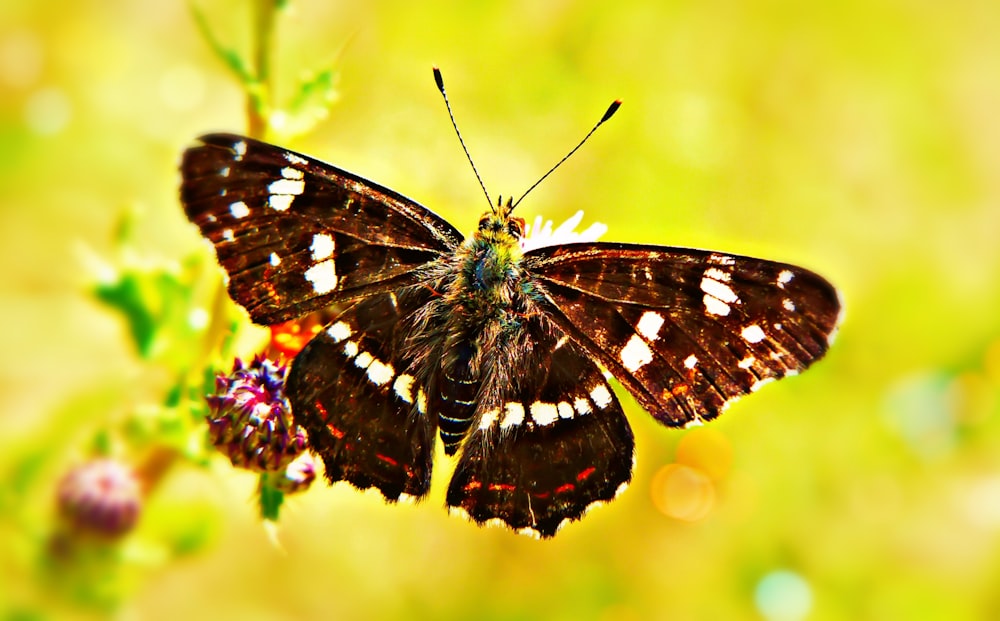 a brown and white butterfly sitting on top of a flower