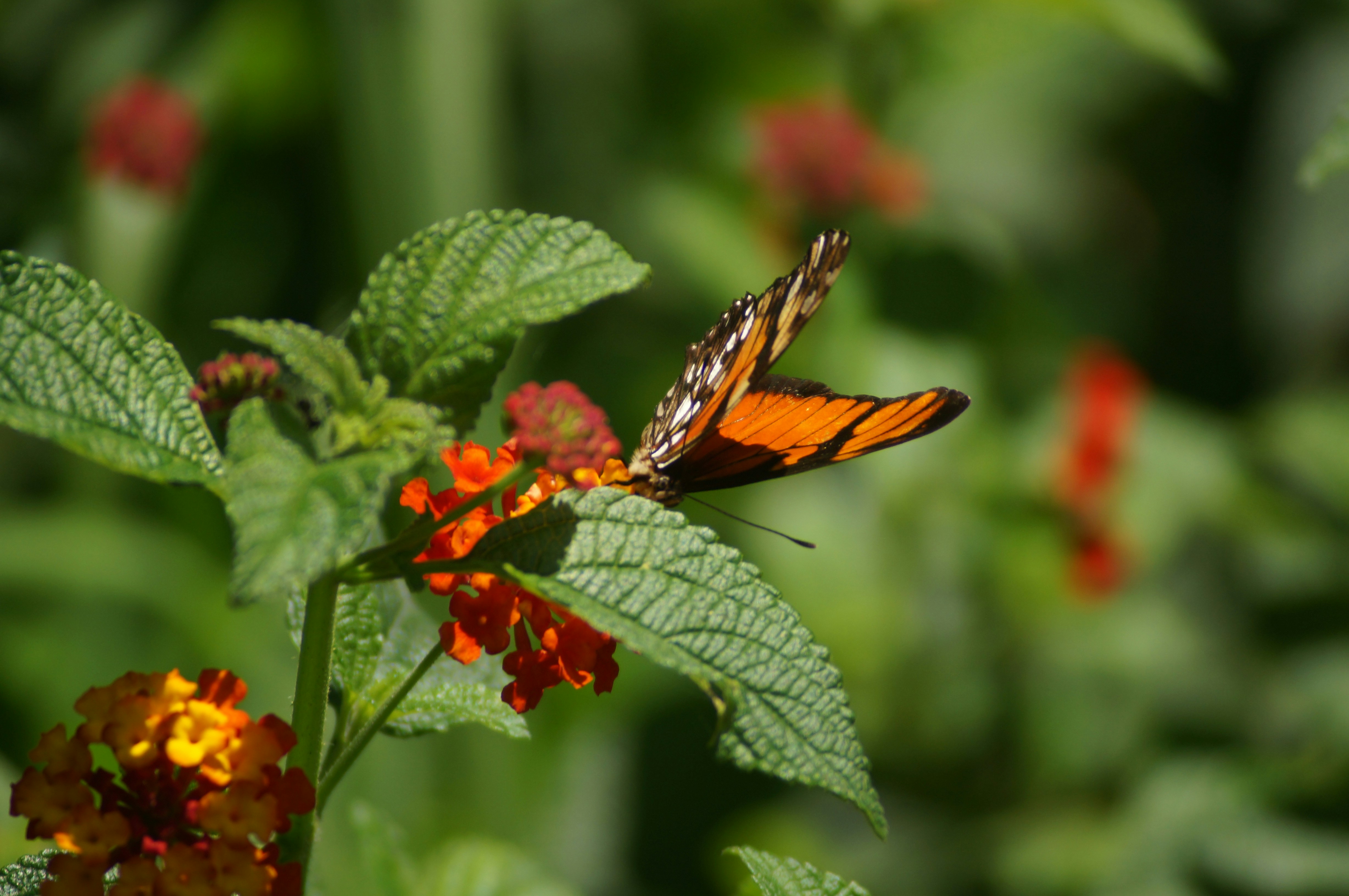 Photo by fredmachado