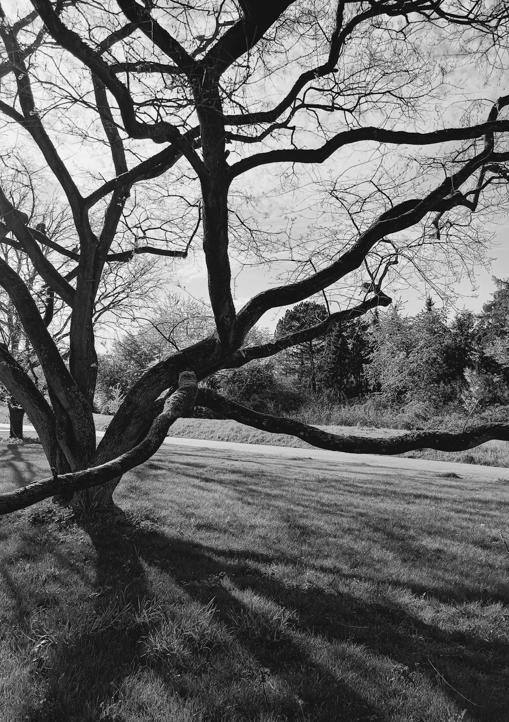 a black and white photo of a tree in a field