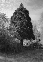 A tall, dense tree stands prominently in the center of a natural landscape. Surrounding the tree is a variety of lower foliage and bushes with intertwined branches. The sky above is partly cloudy, adding texture to the background. The scene is in grayscale, enhancing contrasts and emphasizing the intricate details of the foliage.
