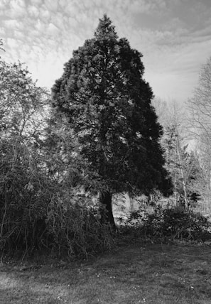 A tall, dense tree stands prominently in the center of a natural landscape. Surrounding the tree is a variety of lower foliage and bushes with intertwined branches. The sky above is partly cloudy, adding texture to the background. The scene is in grayscale, enhancing contrasts and emphasizing the intricate details of the foliage.
