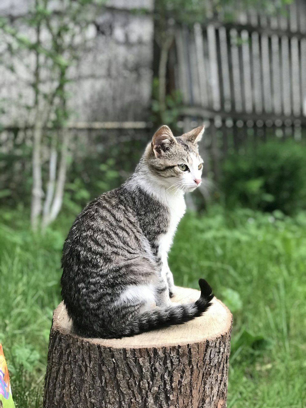 un gatto seduto sulla cima di un ceppo d'albero