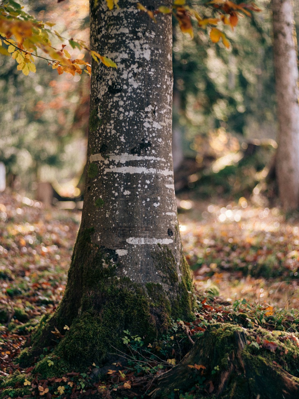 the trunk of a tree in a wooded area