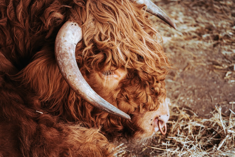 a yak with long horns laying on the ground