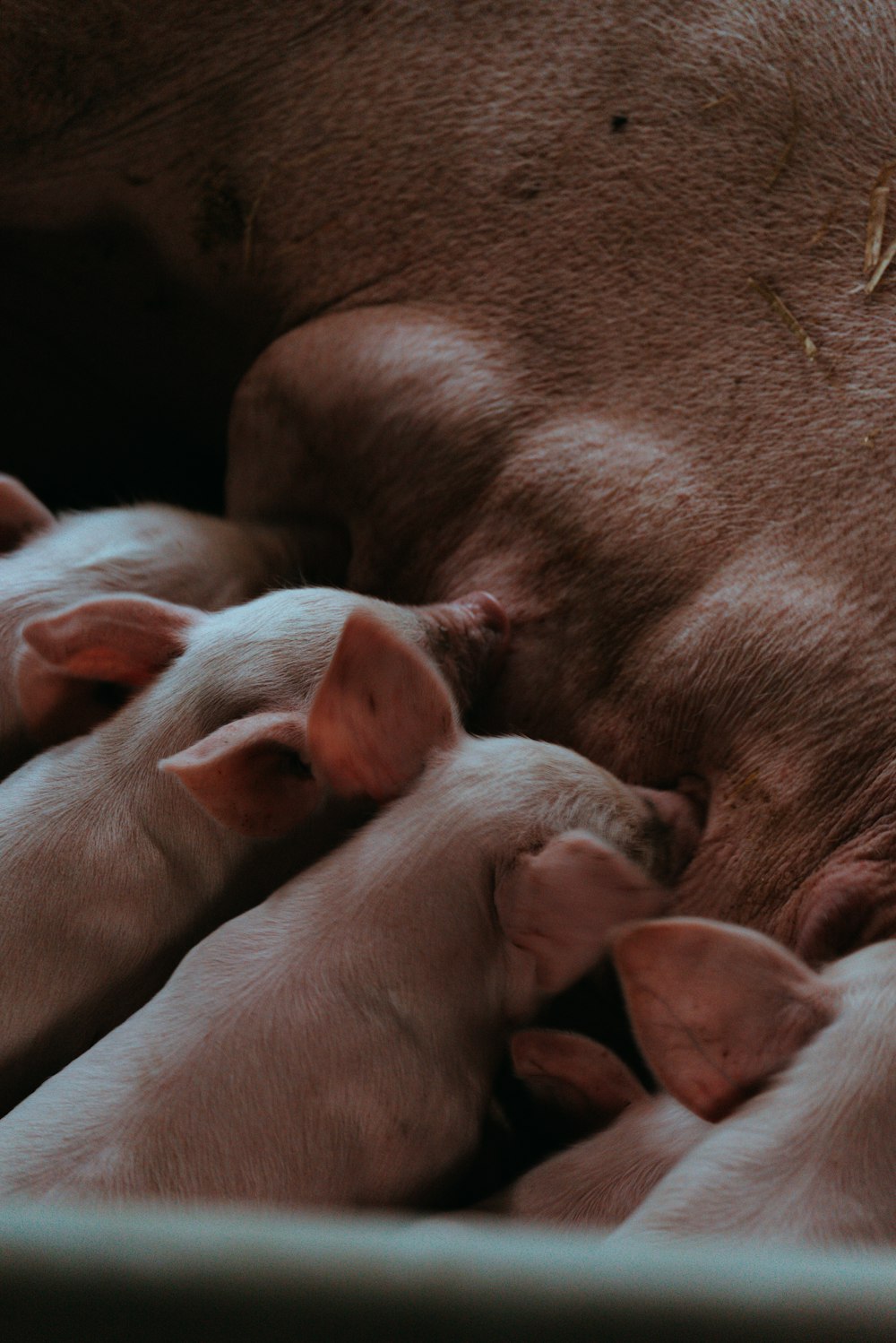 um grupo de porcos bebés deitados um ao lado do outro