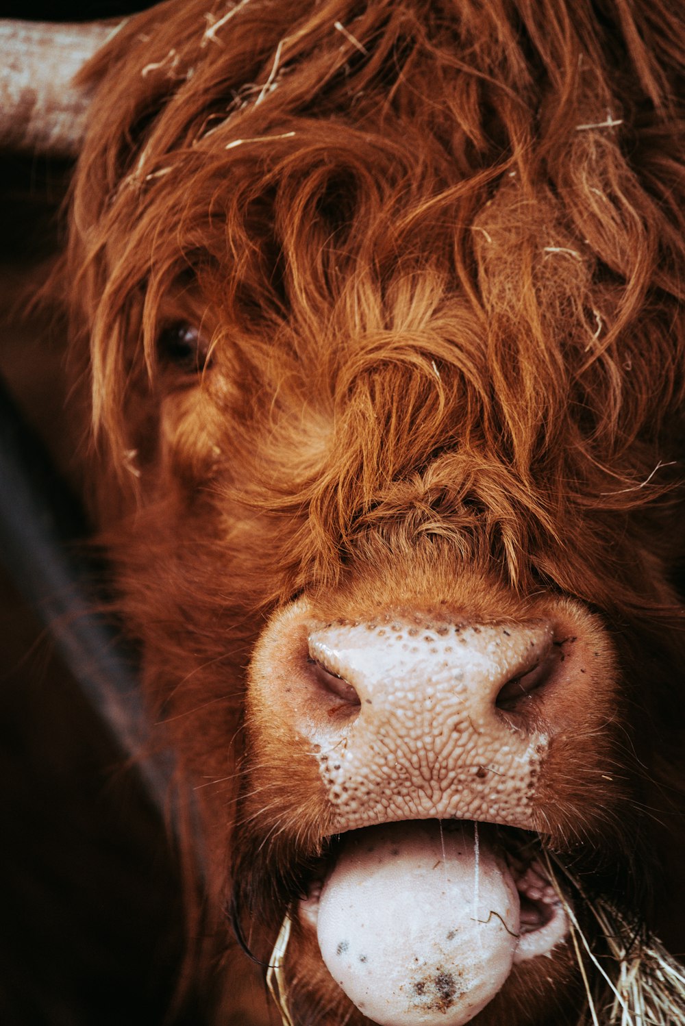 Un primo piano di una mucca marrone con i capelli lunghi