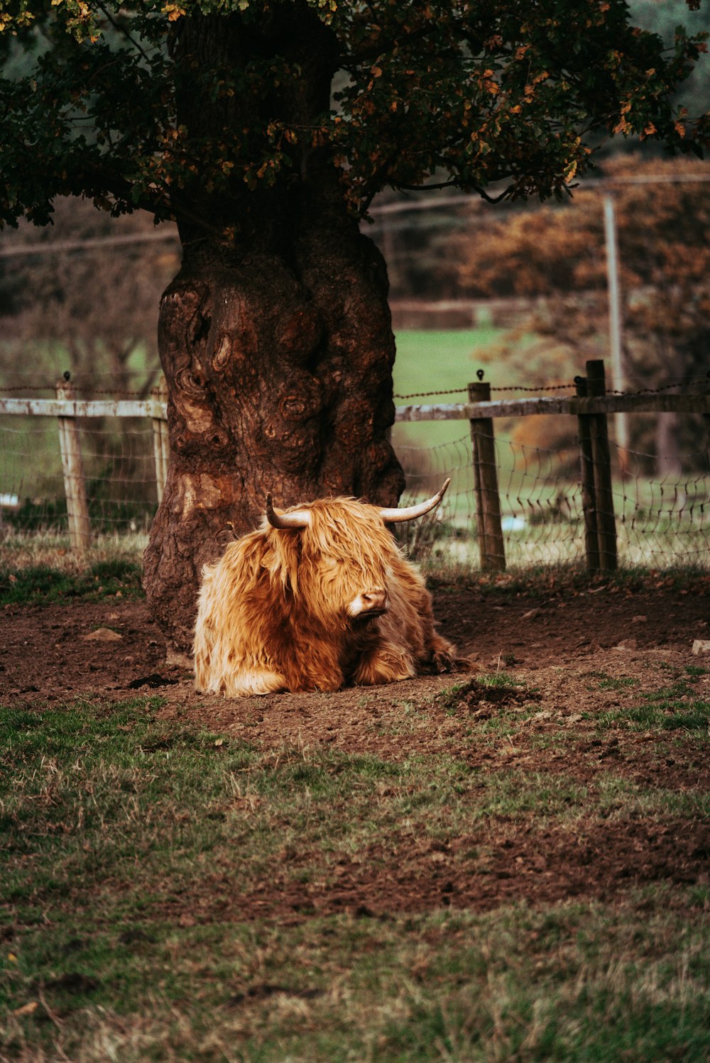 a yak laying in the grass under a tree