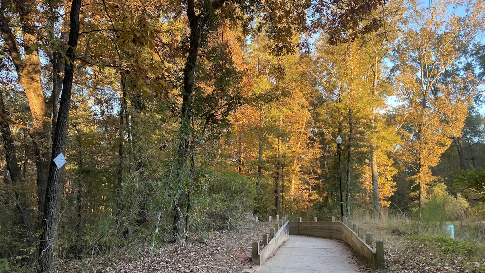 a wooden walkway in the middle of a forest