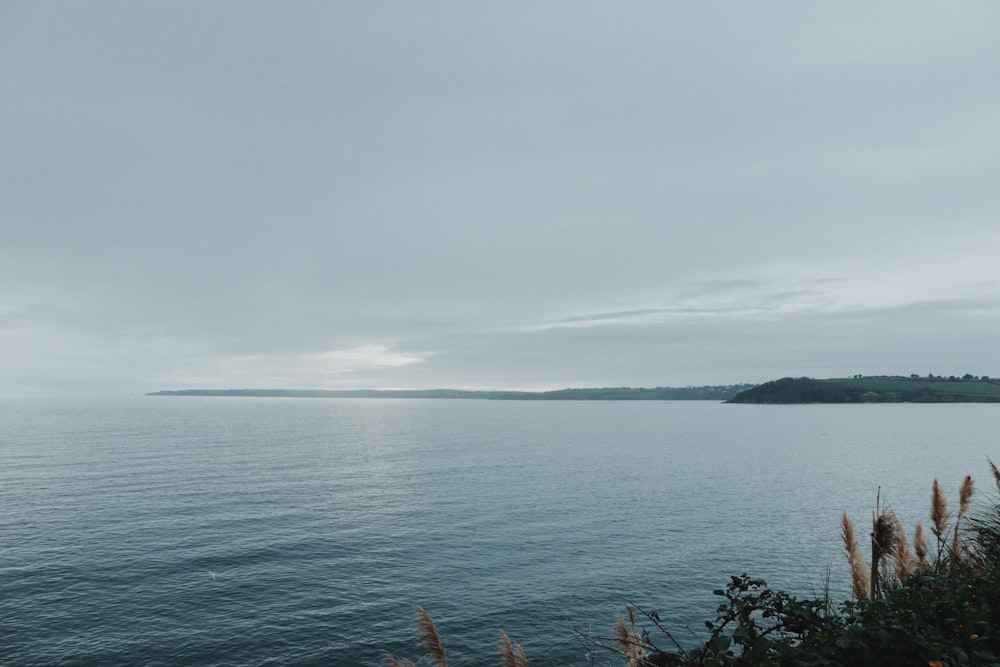 a body of water surrounded by trees and grass